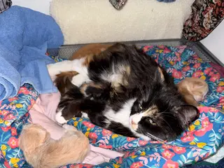 Mixed Breed cats Beautiful kittens - ready to go on the 18th May 🐱 - Advert 4