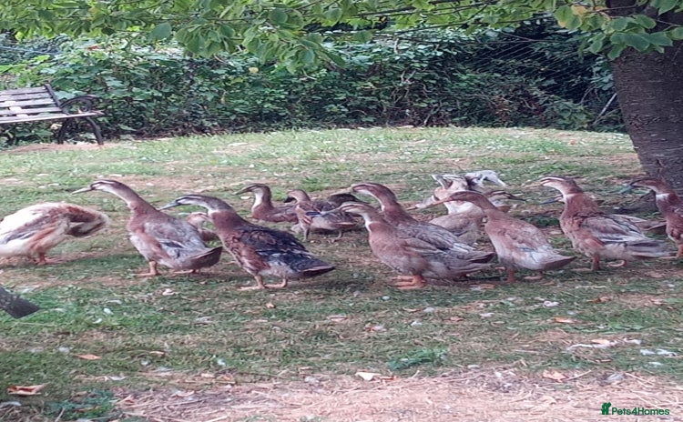 Ducks poultry - Advert 2