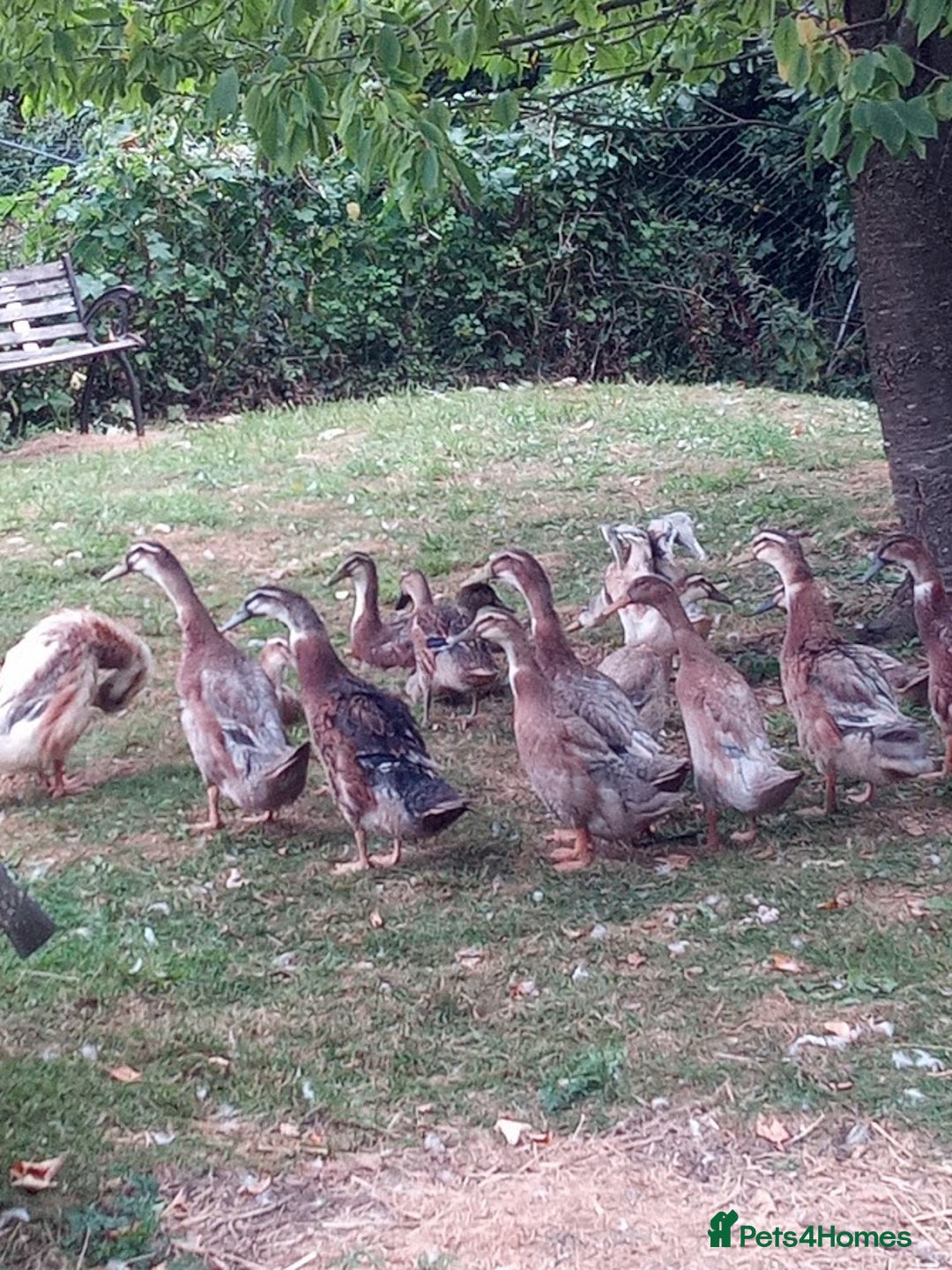 Ducks poultry for sale: Young Mostly Runner Ducklings - Image 1