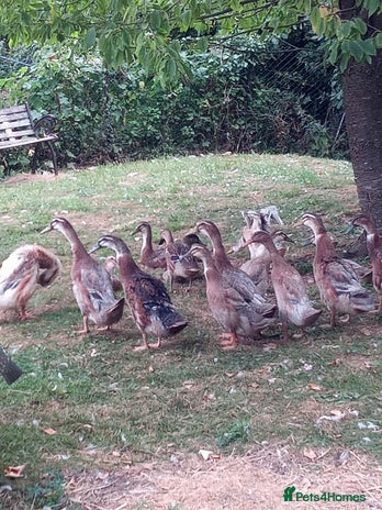 Ducks poultry - Advert 12