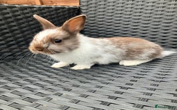 Netherland Dwarf rabbits for sale: Beautiful Netherland dwarfs - Image 6