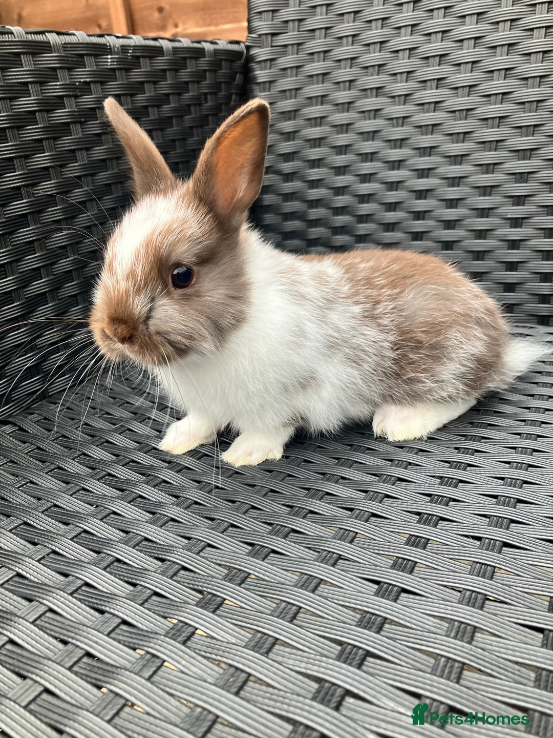 Netherland Dwarf rabbits for sale: Beautiful Netherland dwarfs - Image 6