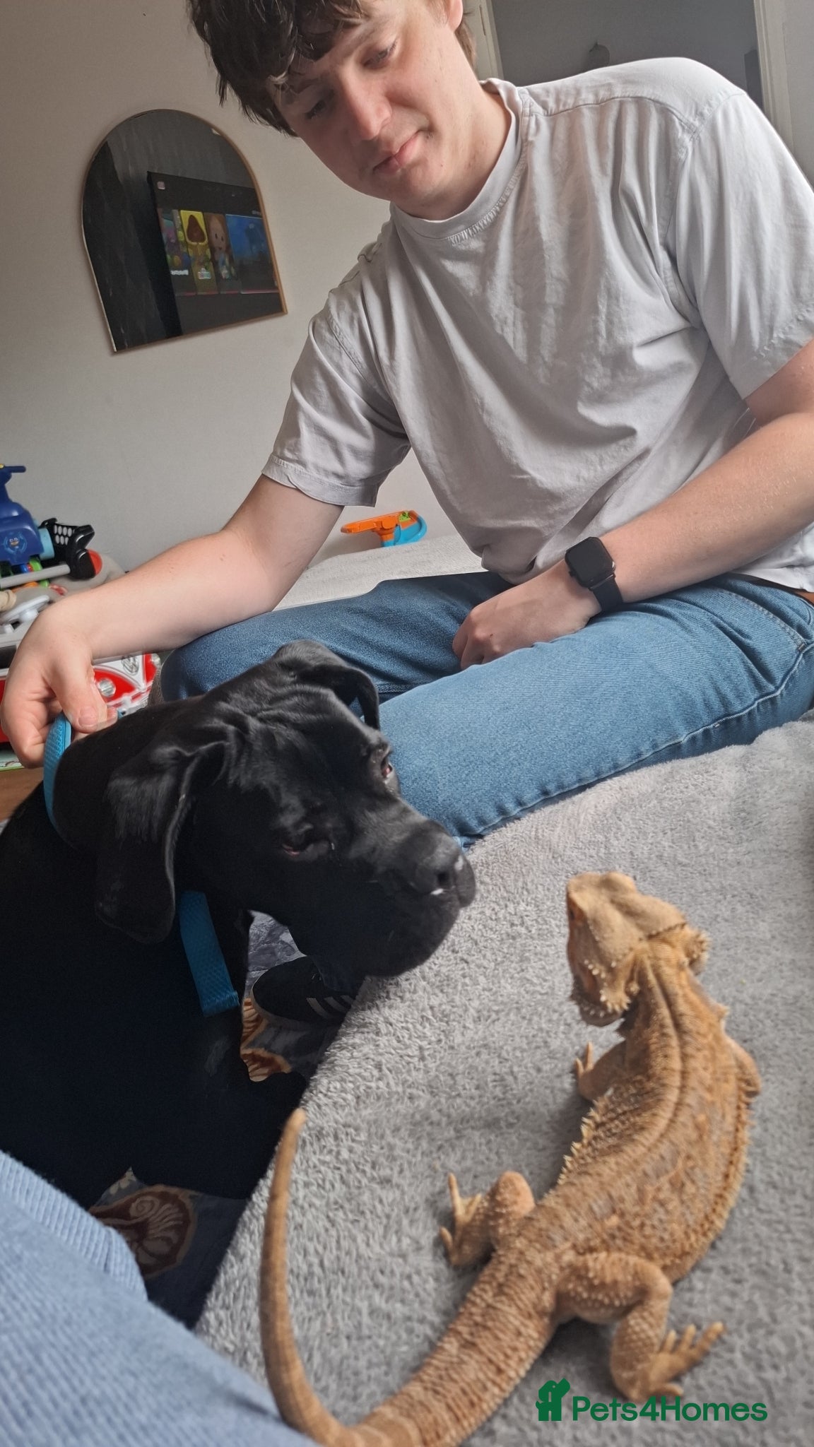 Cane Corso dogs 7 month old male Cane corso for sale - Advert 1