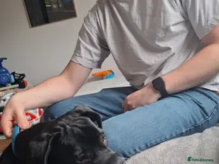 Cane Corso dogs 7 month old male Cane corso for sale - Advert 3