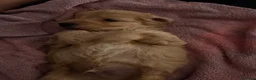 Cavapoo dogs for sale: Cavapoo puppies male in Durham - Advert 12