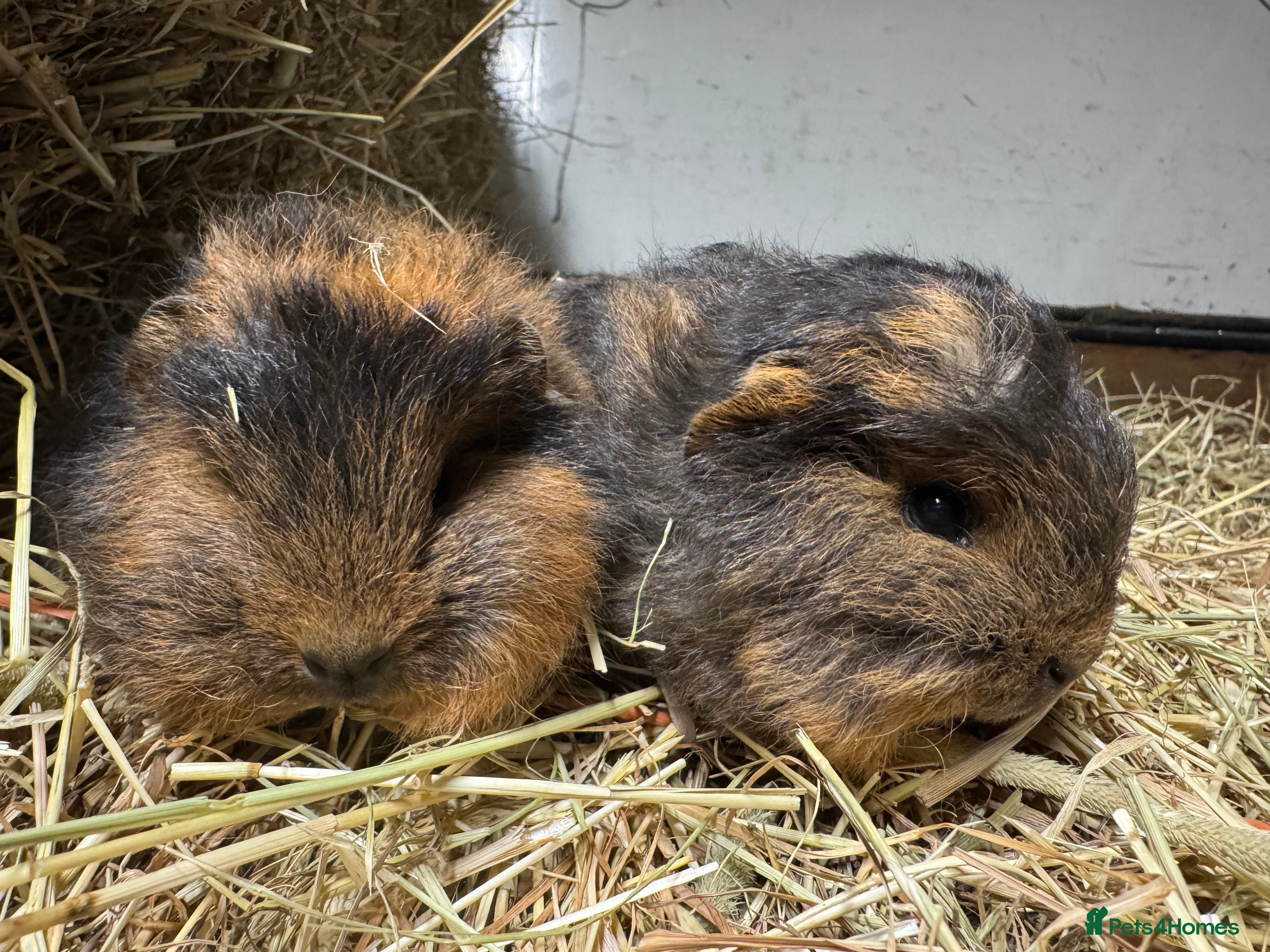 Guinea Pig rodents Bonded Swiss guinea pig boars - Advert 7
