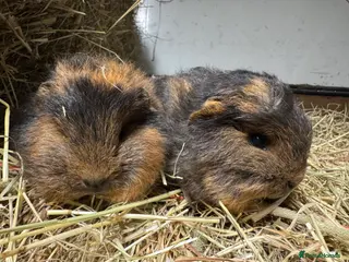 Guinea Pig rodents Bonded Swiss guinea pig boars - Advert 7