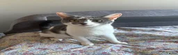 Domestic Shorthair cats for sale: Male Grey Kitten for Sale  - Advert 9