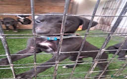 Greyhound dogs for sale: 💙READY TO GO💙 1 pup left - Irish Greyhound  - Image 9