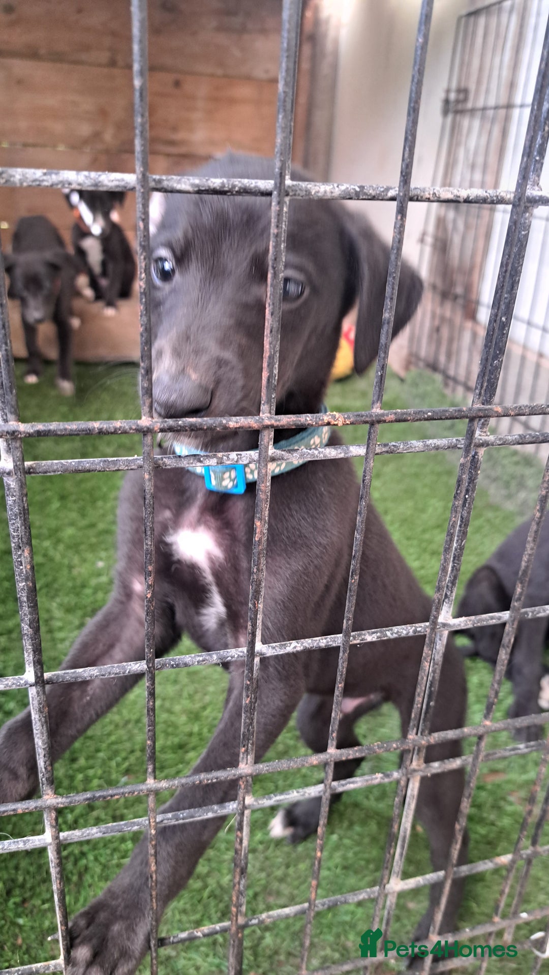Greyhound dogs for sale: 💙READY TO GO💙 1 pup left - Irish Greyhound  - Image 9