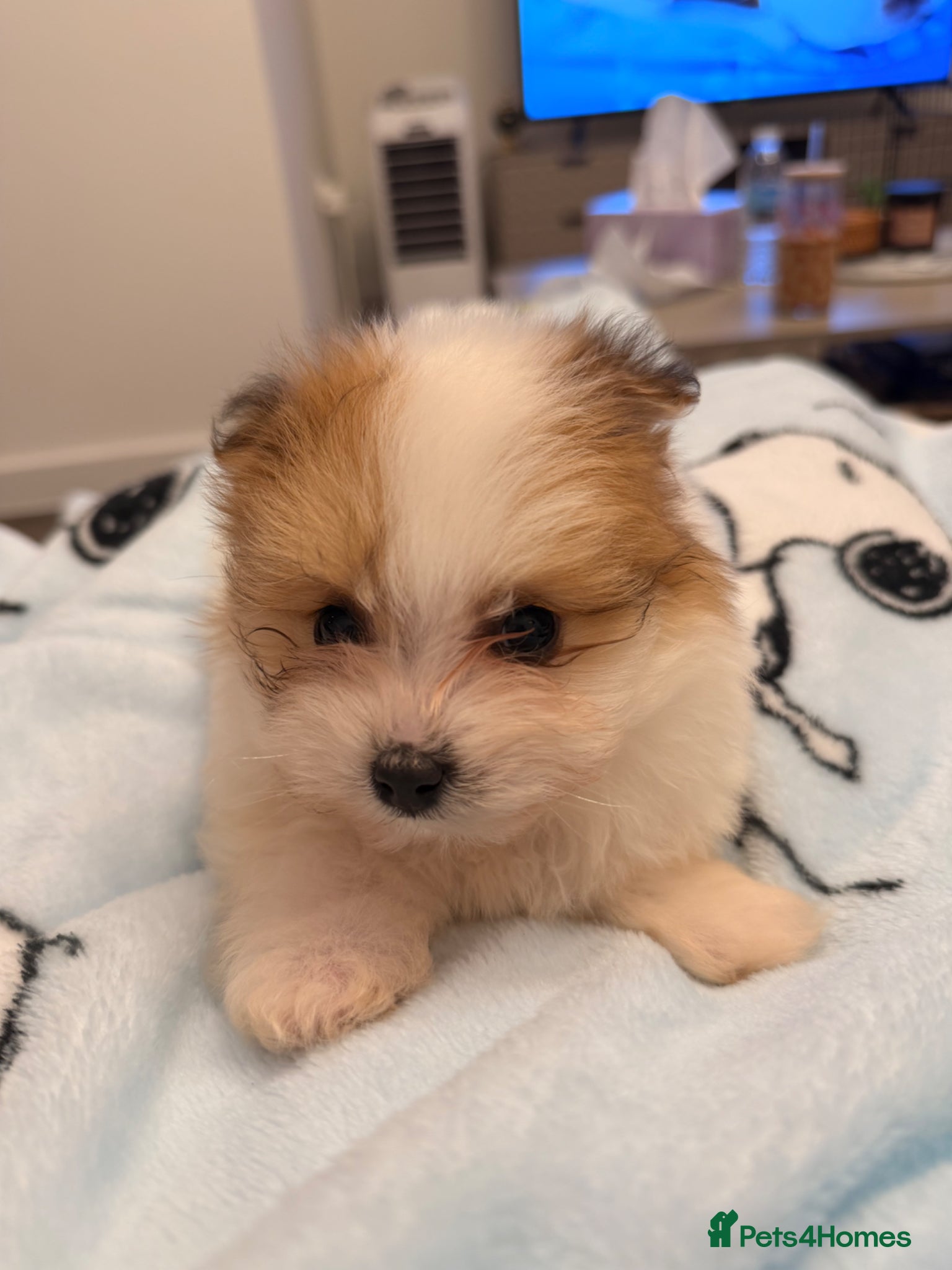 Pomeranian dogs Female Pomeranian 9 weeks old  - Advert 1