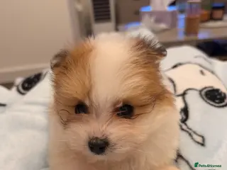 Pomeranian dogs Female Pomeranian 9 weeks old - Advert 1