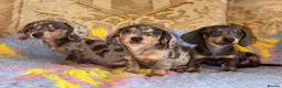 Miniature Dachshund dogs for sale: Mini dashaund puppy’s available now ❤️ - Advert 3