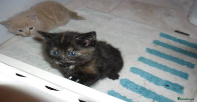 Mixed Breed cats - Advert 11