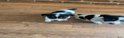 Jack Russell dogs for sale: Beautiful Jack Russell Girls Available  - Advert 14