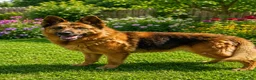 German Shepherd dogs for adoption: Meet lana 🥰🐾 - Advert 2
