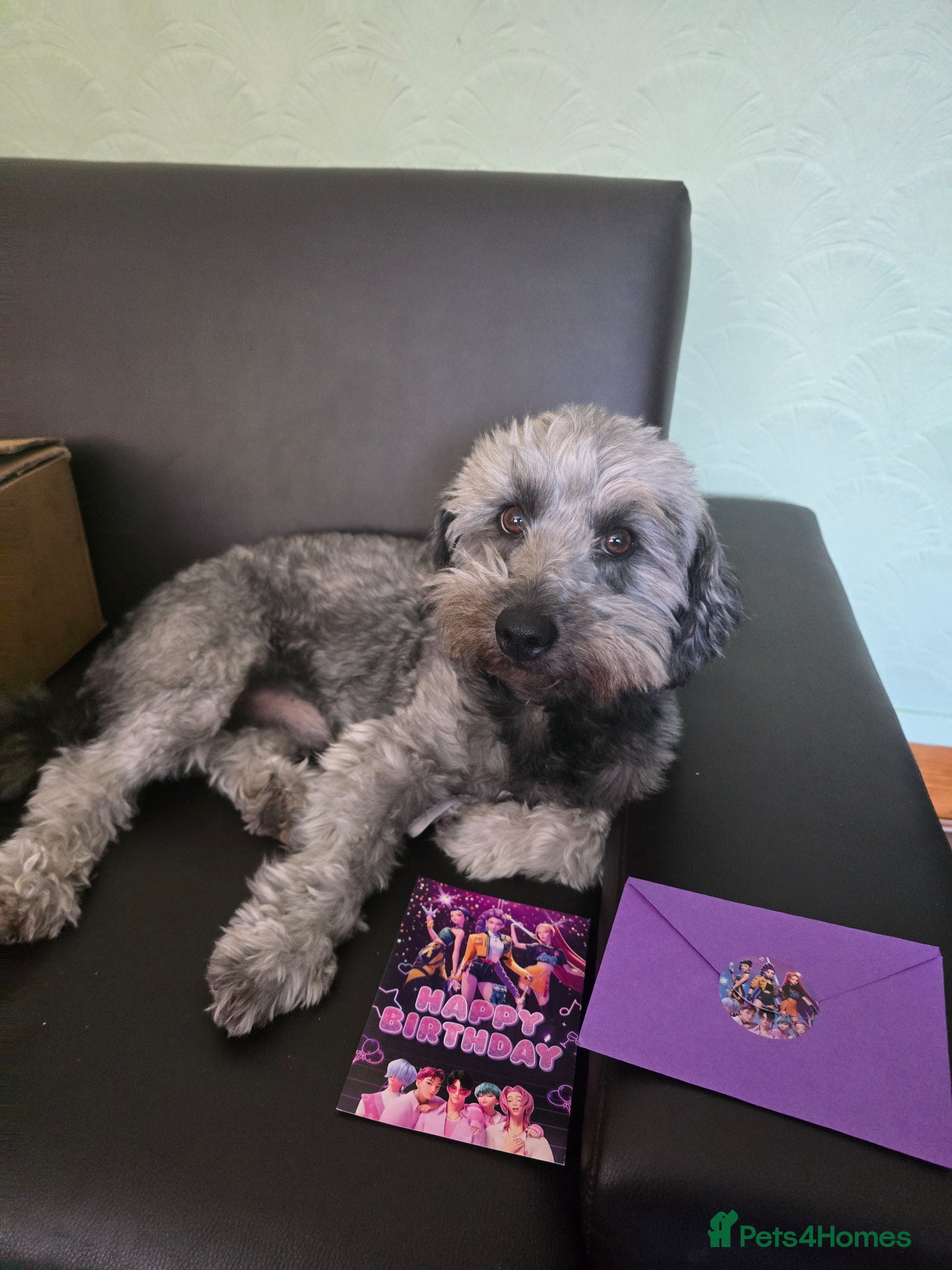 Jack Russell dogs Jack russell rough coat for stud - Advert 1