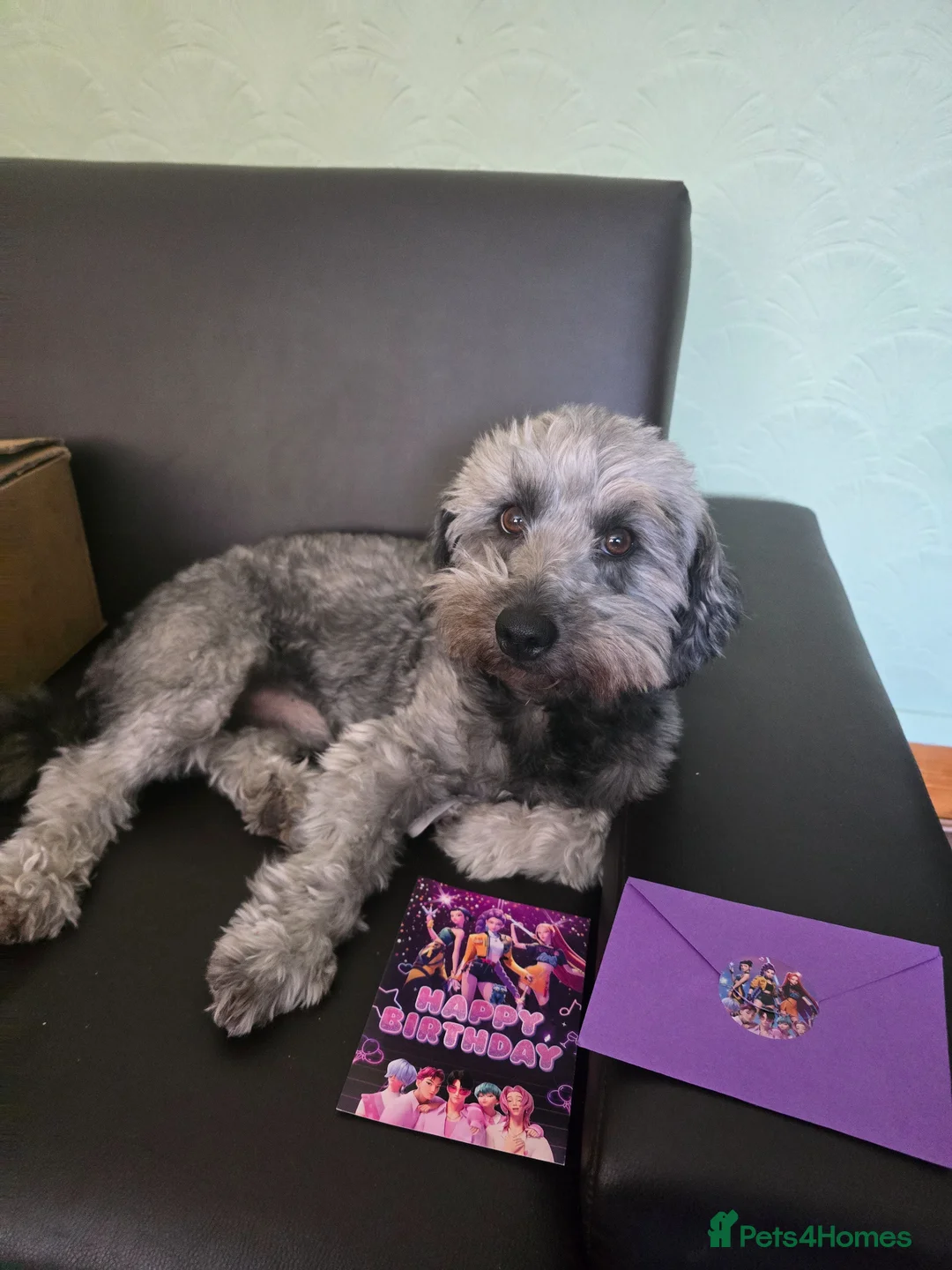 Jack Russell dogs for stud: Jack russell rough coat for stud in Rugby - Advert 1