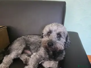 Jack Russell dogs Jack russell rough coat for stud - Advert 1