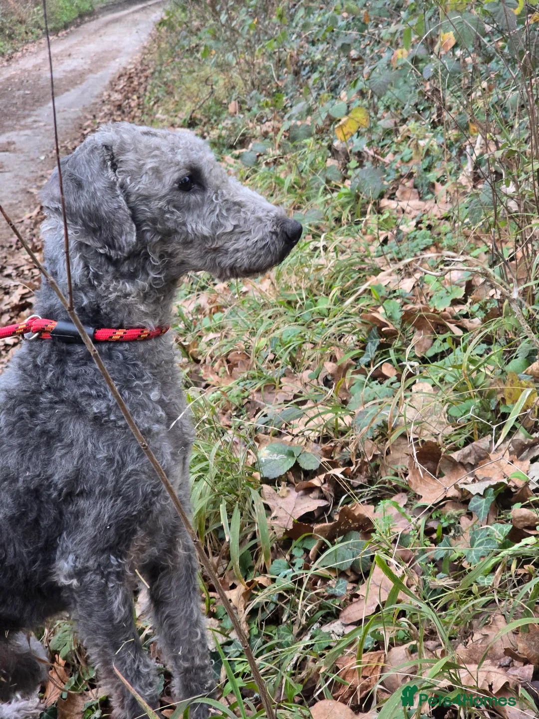 Bedlington Terrier dogs for stud: Bedlington stud - Advert 3