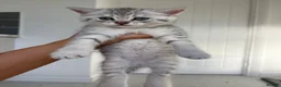 British Shorthair cats for sale: Silver Tabby British Shorthair male kittens in Brentwood - Advert 8