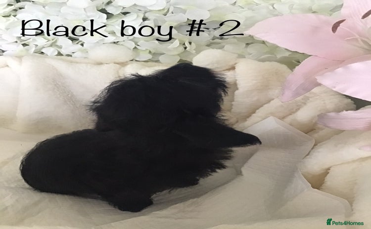 Jackapoo dogs - Advert 3