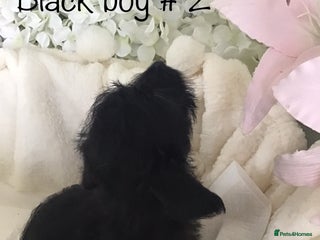 Jackapoo dogs - Advert 2