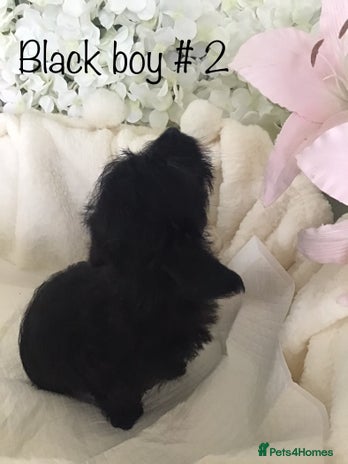 Jackapoo dogs - Advert 3