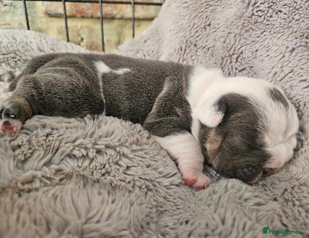 English Bulldog dogs for sale: Outstanding KC English Bulldogs, Top Quality Pups - Image 30