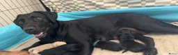 Goldador dogs for sale: GOLDADORABLES 💕 - Advert 9