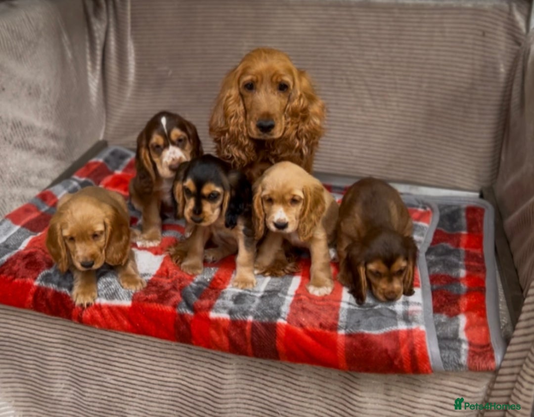Cocker Spaniel dogs for sale: STUNNING COCKER SPANIEL PUPPIES  - Image 17