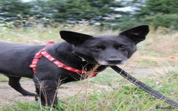 Mixed Breed dogs for adoption: 💖🐶 MARY 🐶💖 - Image 19