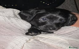 Bordoodle dogs for sale: F1B Bordoodle Puppies - Image 2