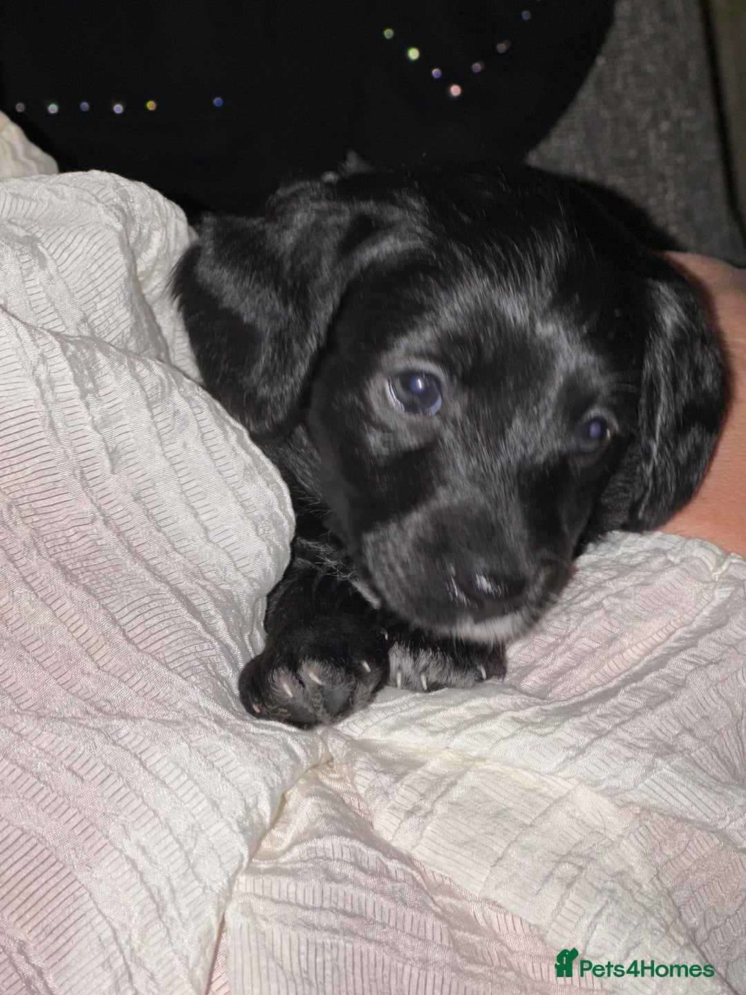 Bordoodle dogs for sale: F1B Bordoodle Puppies - Image 2