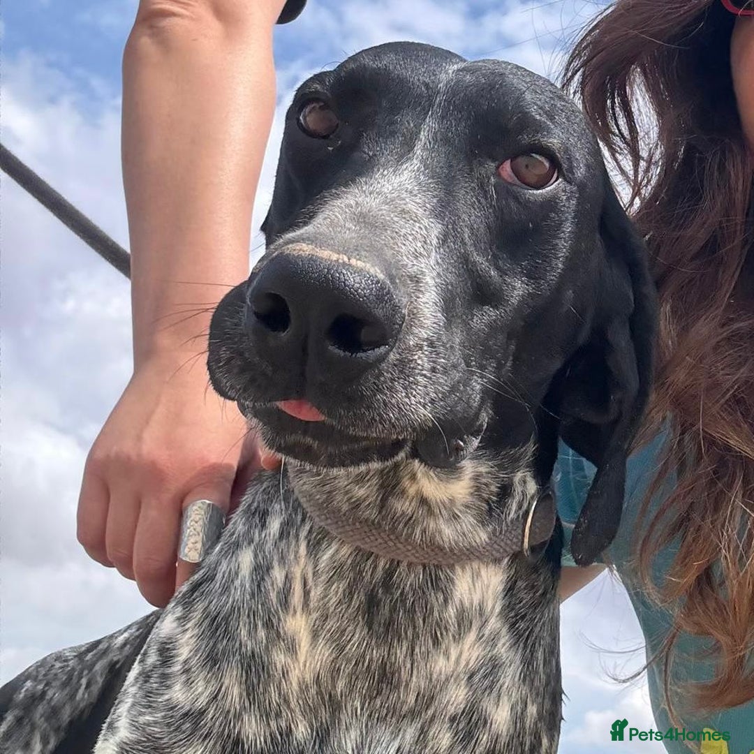 Mixed Breed dogs for adoption: Bracken (German Pointer mix) - Advert 12