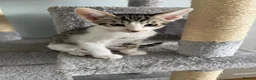 Mixed Breed cats for sale: Beautiful litter is Siamese mixed breed kittens - Advert 12