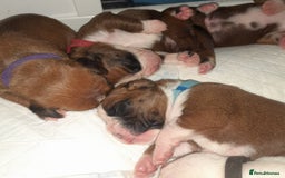 Boxer dogs for sale: Beautiful/Stunning Pedigree Boxer Puppies  - Image 15