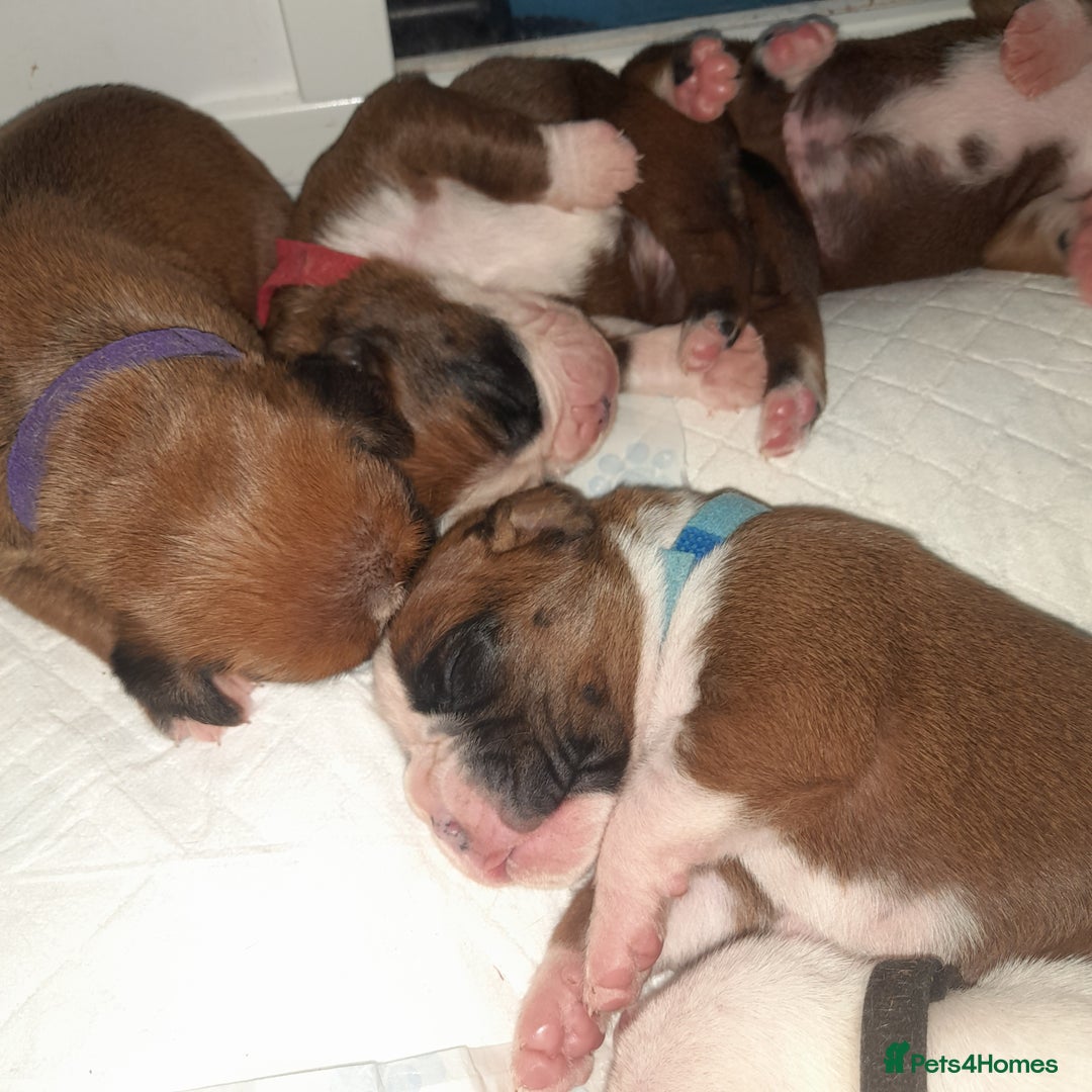 Boxer dogs for sale: Beautiful/Stunning Pedigree Boxer Puppies  - Image 15
