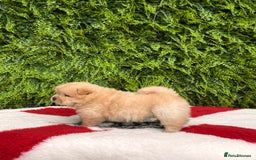Chow Chow dogs for sale: SHOW QUALITY KC REGISTERED CHOW CHOW PUPPIES - Image 12