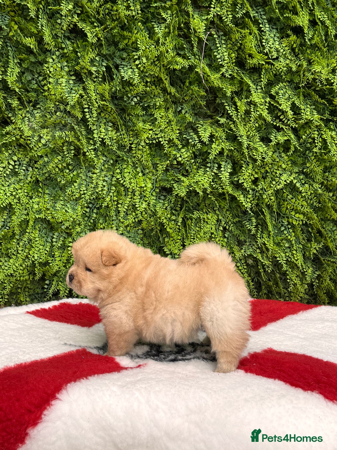 Chow Chow dogs for sale: SHOW QUALITY KC REGISTERED CHOW CHOW PUPPIES - Image 12