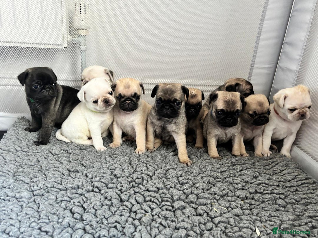 Full Grown Pug Cavalier Mix Mix Pug X Golden Retriever Labrador X