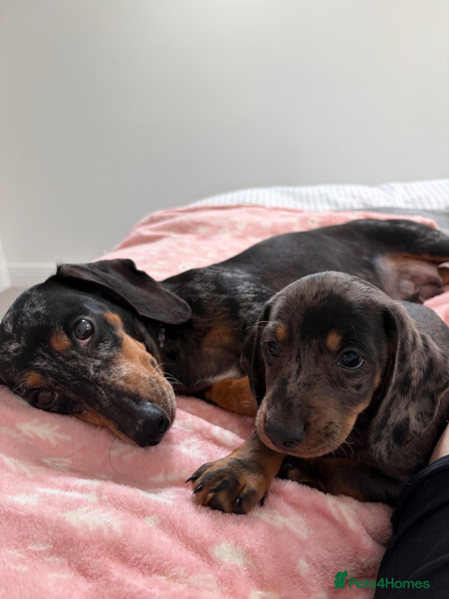 Dachshund dogs for sale: Mini dachshund  - Advert 1