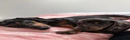 Dachshund dogs for sale: Mini dachshund  - Advert 1