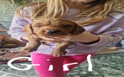 Mixed Breed dogs for sale: Vizlapoo/ Cockapoo puppies - Image 2