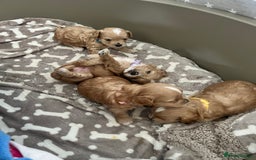 Maltipoo dogs for sale: Beautiful Tiny Maltipoo 3 girls 1 boy  - Image 1