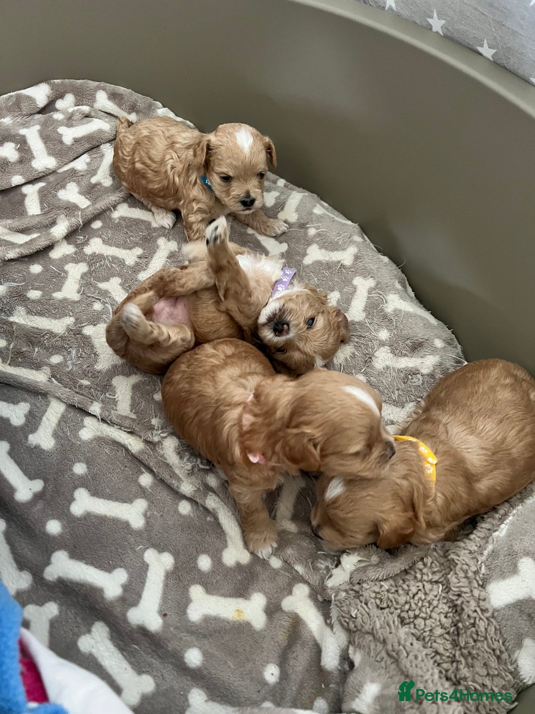 Maltipoo dogs for sale: Beautiful Tiny Maltipoo 3 girls 1 boy  - Image 1