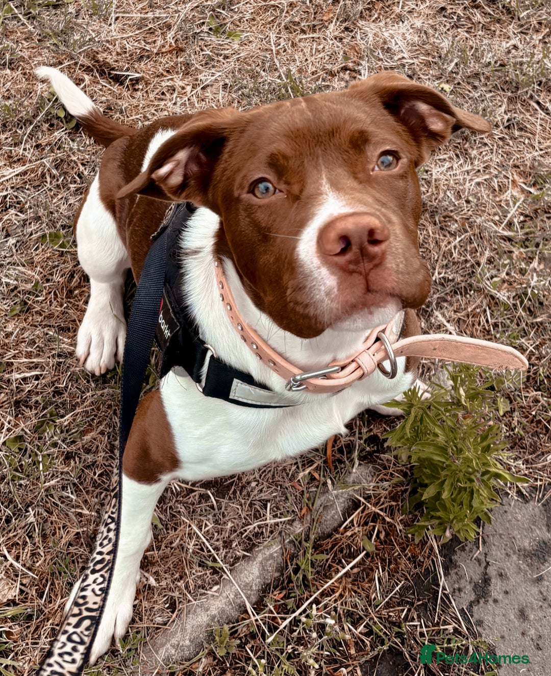 Mixed Breed dogs for sale: Beautiful male dog - Image 2