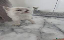 Ragdoll cats for sale: HCM/PKD clear ragdoll boys - Image 6