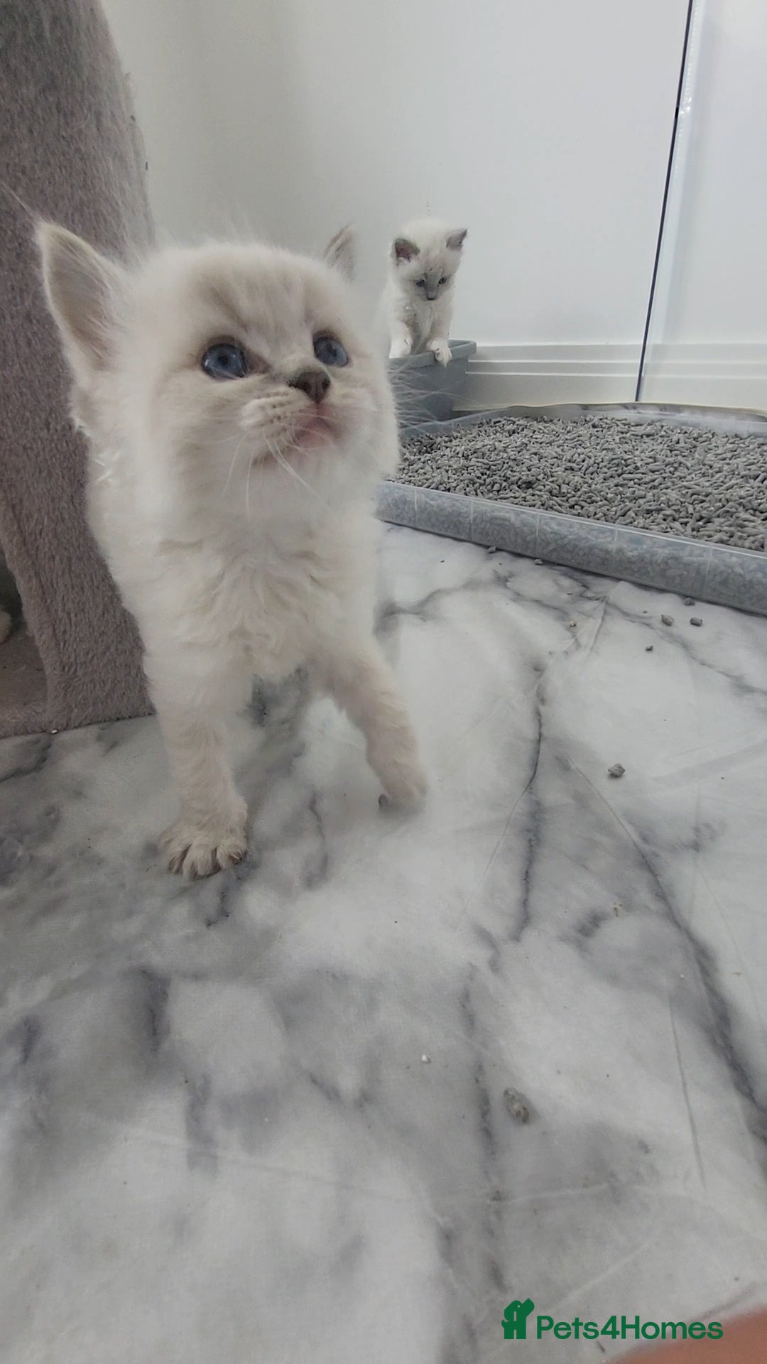 Ragdoll cats for sale: HCM/PKD clear ragdoll boys - Image 6