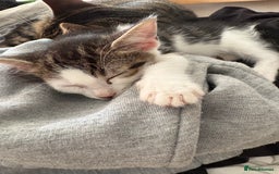 British Shorthair cats for sale: Kittens  - Image 2